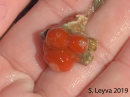 Some tiny strawberry anenomes.
