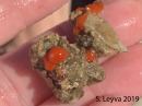 More tiny strawberry anenomes.
