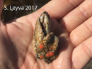 Acorn Barnacle