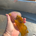 The top half of a clam shell with a small red kelp and a barnicle growing on the top