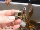 Date Mussel