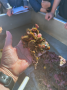 Mussel Mat