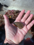 Mussel
