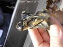 Razor Clam