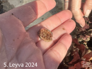 Cup Coral