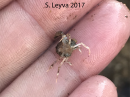 Bottom of another small crab