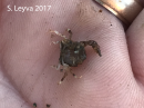 The top of another small crab