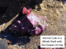 Hermit Crab