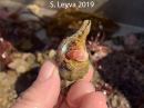 Hermit Crab (bottom)