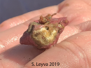Hermit Crab