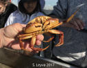 Rock Crab