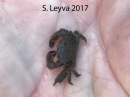Rock Crab