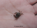 Rock Crab