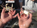 Swimming Crab (bottom)