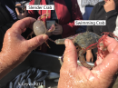 Swimming Crab (top)