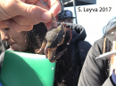 Swimming Crab