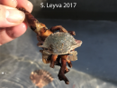 Swimming Crab