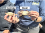 Male and Female Swimming Crabs