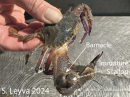 Close up of the Swimming Crab with barnacles and an immature scallop.