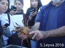 Spiny Lobster (bottom)