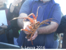 Spiny Lobster (top)