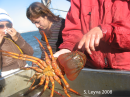 Bottom of a California Spiny Lobster