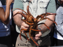 California Spiny Lobster