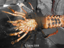 Bottom of a California Spiny Lobster