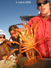 Bottom of a California Spiny Lobster