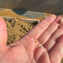 A sand flea (?)