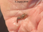 Broken Back Shrimp