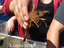 Ridgeback Prawn