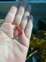 Pistol Shrimp