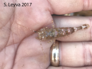 Shrimp