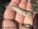 Target Shrimp