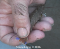 Target Shrimp