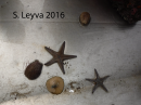A collection of echinoids