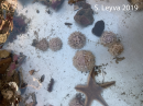 A collection of varies echinoids