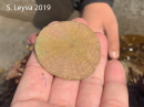 Sand Dollar