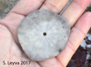 Sand Dollar (bottom)