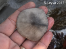 Sand Dollar (top)