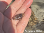Sea Cucumber