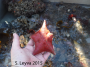 Bat Star