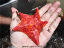 Bat Star