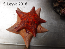 Bat Star