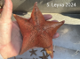 Bat Star
