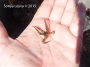 Brittle Star