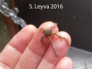 Brittle Star