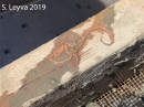 A brittle star