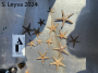 Sand Stars